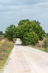 Fototapeta premium Rural gravel road in Tuscany, Italy, framed by a large arching tree under a calm sky in countryside landscape