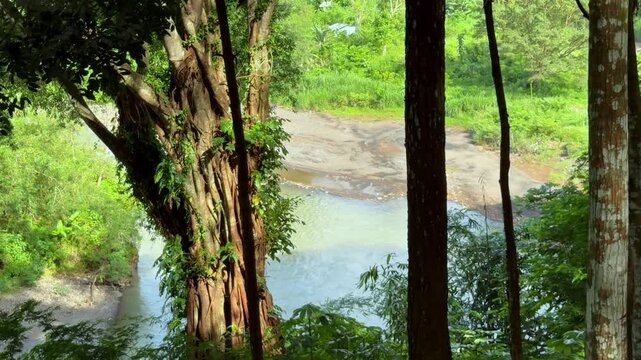 A calm river can be seen flowing through the gaps in the trees beneath the lush tropical forest. Cinematic Nature video