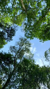 Vertical video upwards looking at a dense canopy of green leaves above which is a calm blue sky in the morning. Cinematic Nature video