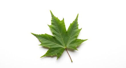 Obraz premium A single green maple leaf is presented against a white background.