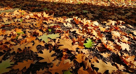 Sunlight filters through trees onto a forest floor covered in fallen oak leaves.
