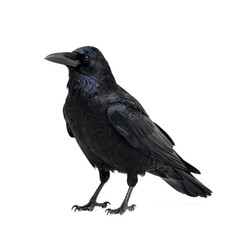 crow on a white background