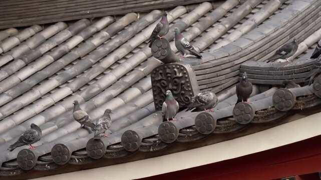 Pigeons Standing on The Rooftops of Osu Kannon Temple