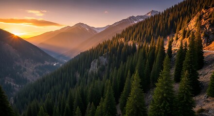 Mountain valley with dense pine forest bathed in golden sunset light.