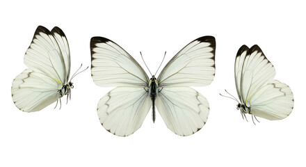 Vibrant Blue and Orange Tropical Butterfly Isolated on White