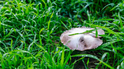 Mushroom in Green Grass Field: Damp Outdoor Nature Scene with Fungi Cap and Mossy Texture