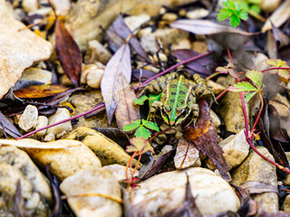 Rocky Ground With Small Green Vines Among Pebbles, Dry Leaves, Frog and Twigs In Natural Forest Floor