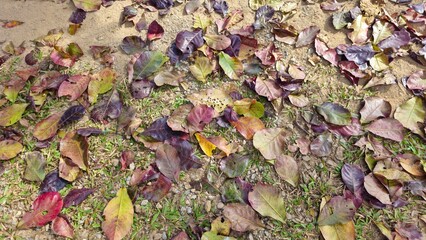 Autumn Leaves Scattered on Green Grass Lawn in Park or Garden. Colorful dry leaves scattered on the grass in the garden