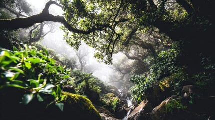 Misty Green Forest with Dense Trees and Mossy Rocks in Natural Jungle Scene