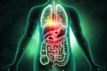 A comprehensive, labelled illustration of the human body major systems including respiratory, circulatory and digestive system. 3d illustration