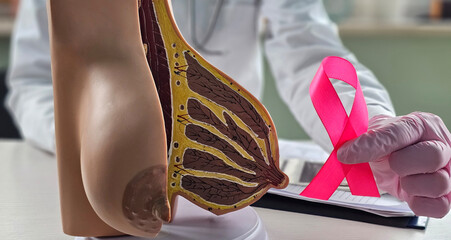 Doctor shows breast anatomy model with pink ribbon and breast cancer awareness
