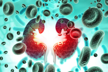  Detailed illustration showing a cross-section of the kidneys with magnified insets of nephrons actively filtering blood cells to produce urine. 3d illustration