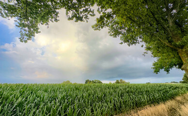 Obraz premium cornfield under dramatic summer sky with rows of tall corn framed by overhanging tree, dirt path along edge, soft golden light