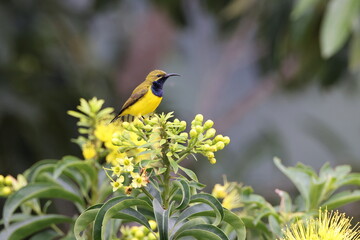 garden sunbird (Cinnyris jugularis) Queensland, Australia