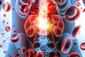  Detailed illustration showing a cross-section of the kidneys with magnified insets of nephrons actively filtering blood cells to produce urine. 3d illustration