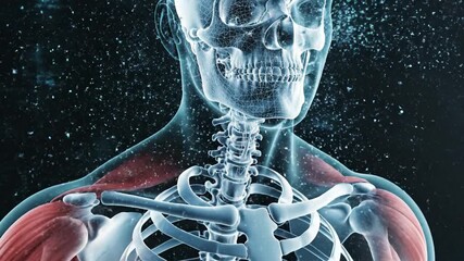 Human anatomy illustration transparent render of skull brain and skeletal structure - Powered by Adobe