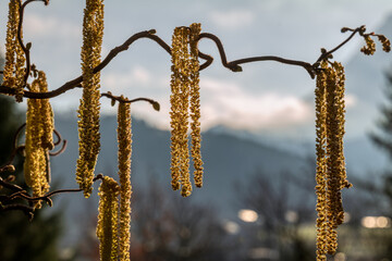 Haselnussblüten