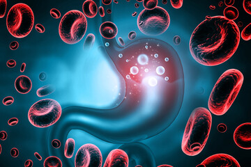  Detailed medical illustration of the stomach's structure with a magnified inset showing blood cells in the mucosal lining's capillaries. 3d illustration