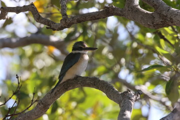 sacred kingfisher (Todiramphus sanctus) Queensland Australia