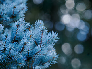 初冬の銀青色のコロラドトウヒ