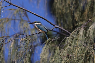 sacred kingfisher (Todiramphus sanctus) Queensland Australia