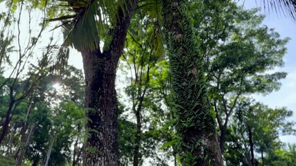 Lush green forest scene featuring epiphytic plants growing on tree trunks under a clear sky. Cinematic Nature video