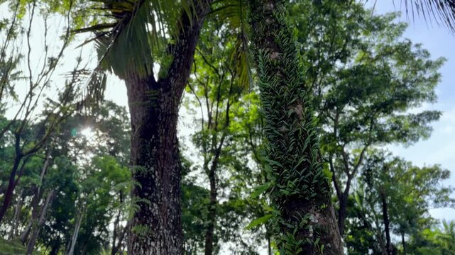 Lush green forest scene featuring epiphytic plants growing on tree trunks under a clear sky. Cinematic Nature video