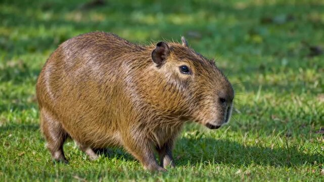 Capybara on the meadow Capybara meadow walk