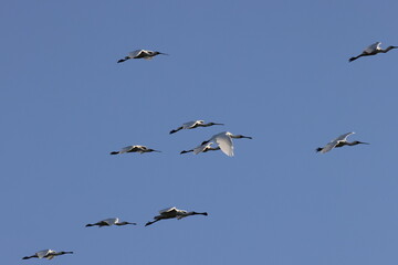 royal spoonbill (Platalea regia)   Queensland Australia