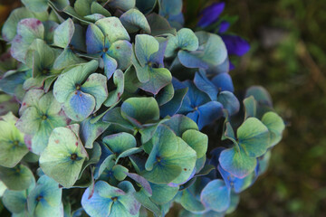 あじさい、アンティークフラワー、シックなアジサイ、ブルー系アジサイ