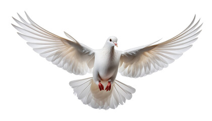 Obraz premium White dove with outstretched wings flying towards the viewer displaying red feet and a white beak alpha channel with white background