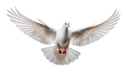 White dove with outstretched wings flying towards the viewer displaying red feet and a white beak alpha channel with white background