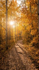 Obraz premium Serene Autumn Pathway Through Golden Leafy Forest with Sunlight