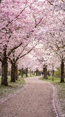 Serene Pathway Through Blossoming Cherry Trees in Spring Season