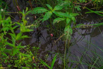 Swamp plants with snail eggs attached to their stems