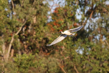 royal spoonbill (Platalea regia)   Queensland Australia