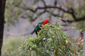 Curious Australian King-parrot (Alisterus scapularis)in the tree, Queensland Australia