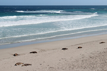 littoral at seal bay in kangaroo island in australia 