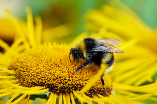 Close up of bumblebee pollinating yellow flower
