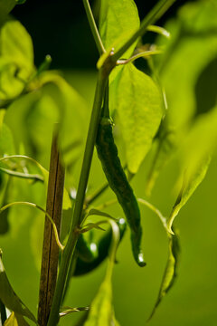 Close up of green cayenne pepper growing on plant in sunlight
