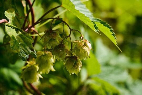 Close up of green hops growing on branch
