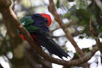 Curious Australian King-parrot (Alisterus scapularis)in the tree, Queensland Australia