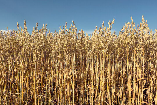 Tall, golden oat crop growing in sunlight on rural farm
