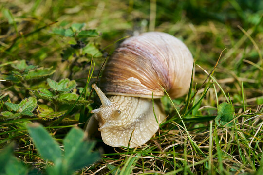 Close up of Roman Snail, Helix pomatia, in grass
