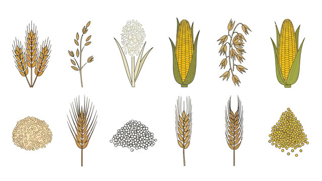 Illustrative depiction showcasing a diverse assortment of cereal grains and staple crops