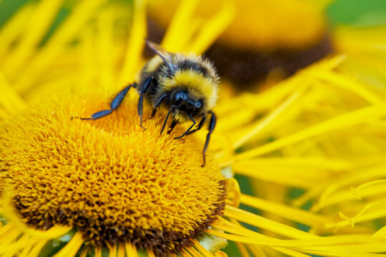 Macrophotography shot of bumblebee pollinating yellow flower
