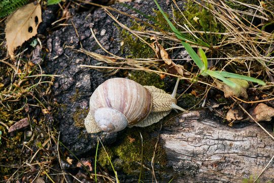 View from above of Roman Snail, Helix pomatia, on log in nature
