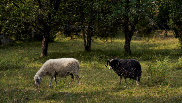 White sheep and black ram grazing in grassy rural field, Sweden
