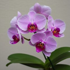 Purple orchid flowers with vibrant centers