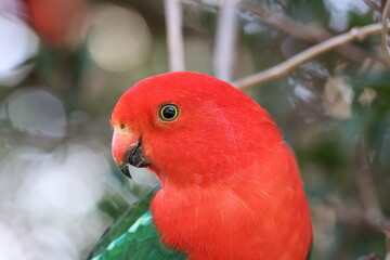 Curious Australian King-parrot (Alisterus scapularis)in the tree, Queensland Australia